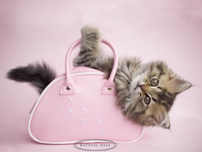 21936060_kisa (1).jpg