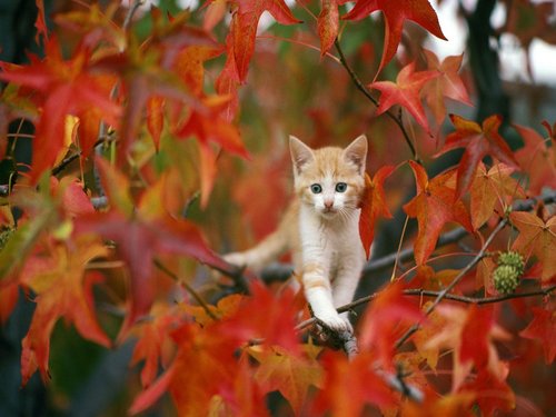 autumn_tabby-other.jpg